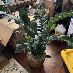 Faux Zz Plant Big Office Plant 