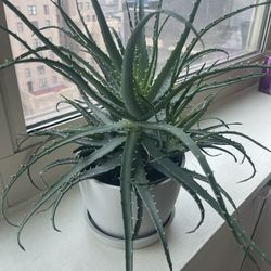 Real Plant - Hedgehog Aloe - Must Go Today