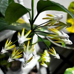Hoya Multiflora with Pedancle