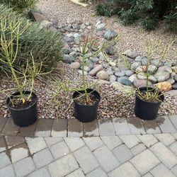3’ Fire cactus 