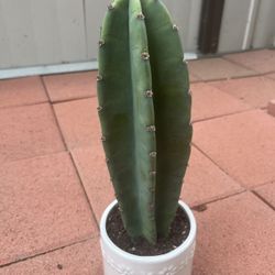 Homegrown Green Cactus In White Ceramic Pot
