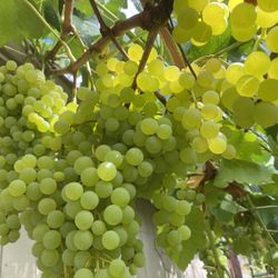 Seedless WHITE MUSCOT GRAPE Plants