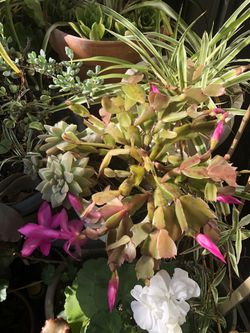 Christmas Cactus + Succulent