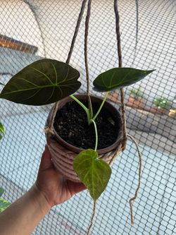 Alocasia regal