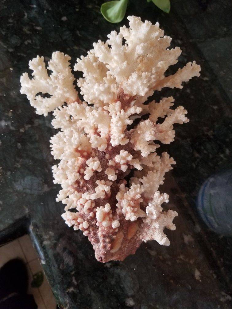 Coral skeleton fish tank decoration