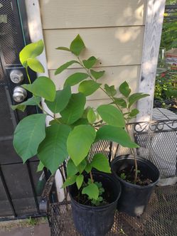 Guanabana tree