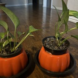 Each Pot With Plant $12 