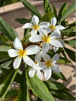 Plumerias