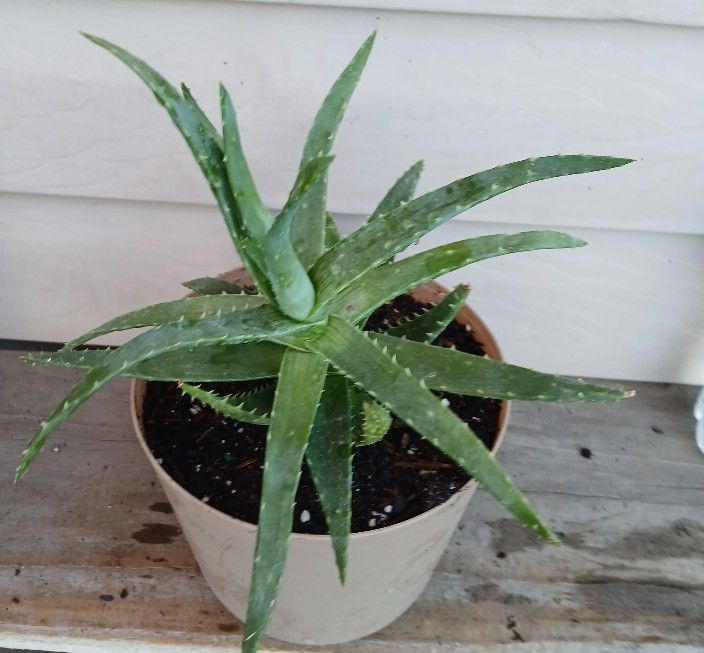 Aloe Succulent Plant 🪴