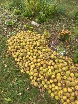 FREE WALNUTS!