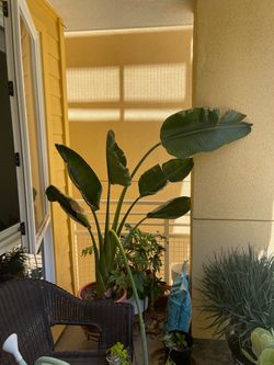 Large White Bird of Paradise Plant