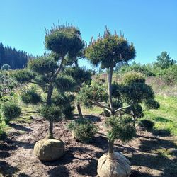Scotch  pine Pom Pom tree