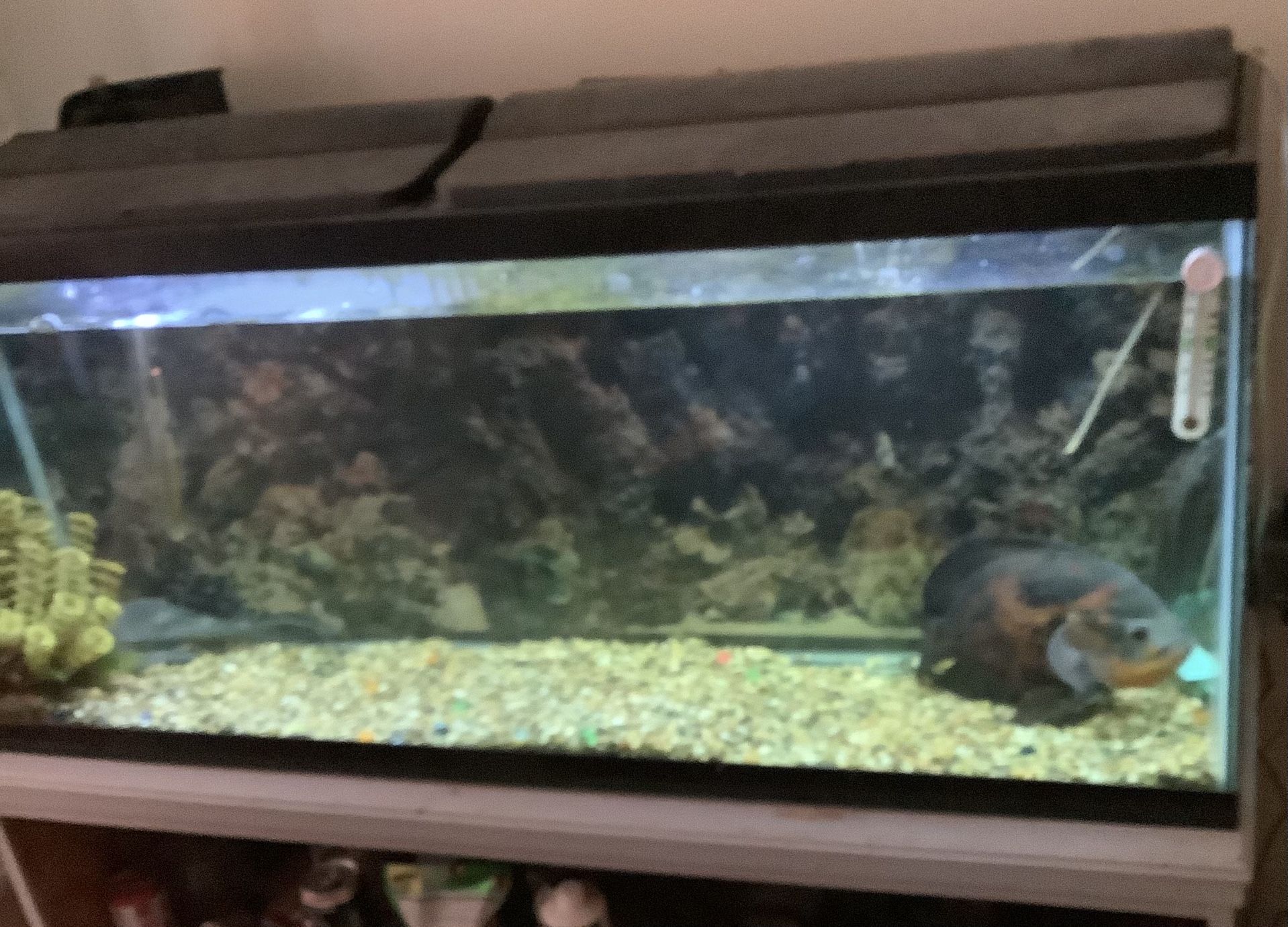 HUGE AQUARIUM INCLUDING ALL EQUIPMENT AND FISH - $250.00 FOR ALL ***** ( SEE PHOTOS)