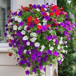 Petunia De Diferentes Colores 