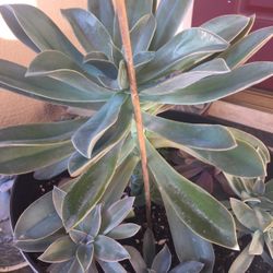 Beautiful Big Succulent