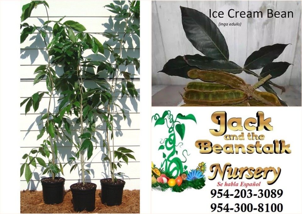 Vanilla Ice Cream Beans Tree 🌳 3gal Arboles Paterna Guama Pacay 3gal