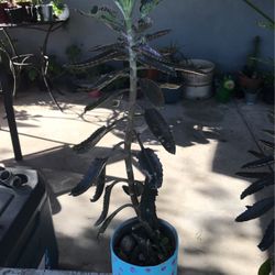 Kalanchoe 
