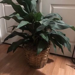 Artificial Faux Boho Style Plant