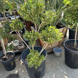 Boxwood Topiary Bonsai