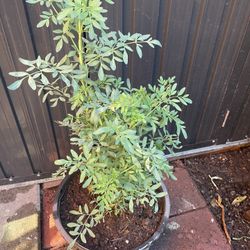 Planta De Ruda Medicinal (rue)