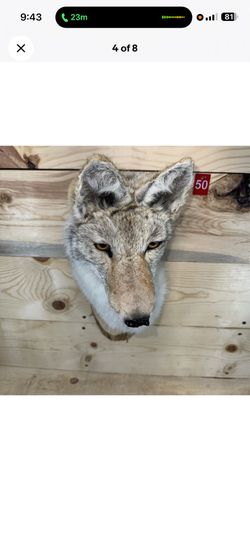 Real Coyote Mount brand new