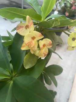 Crown of thorns plant