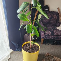 Ficus Rubber Plant 