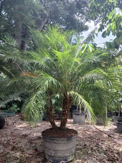 Robellini Palm Tree 7-8ft overall $250