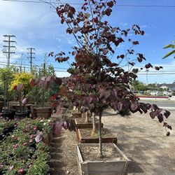 Forest Pansy Redbud Trees