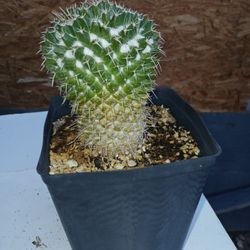 Thumb Cactus