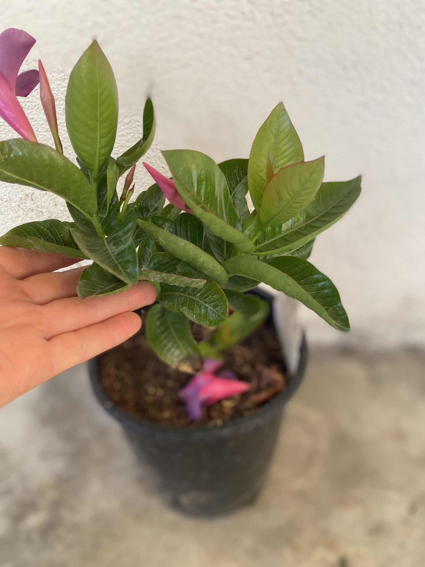 Mandevilla Purple Flowers Outdoor Plant, In 1 Gallón Pot Pick Up Only