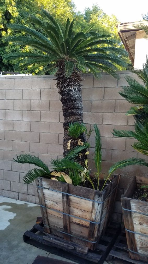 Large Sago palms in planter box for Sale in ROWLAND HGHTS, CA OfferUp