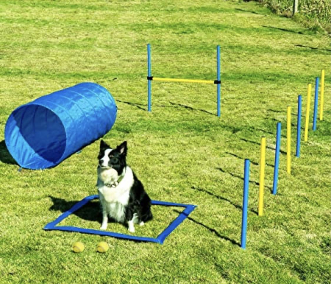 Dog Agility Course