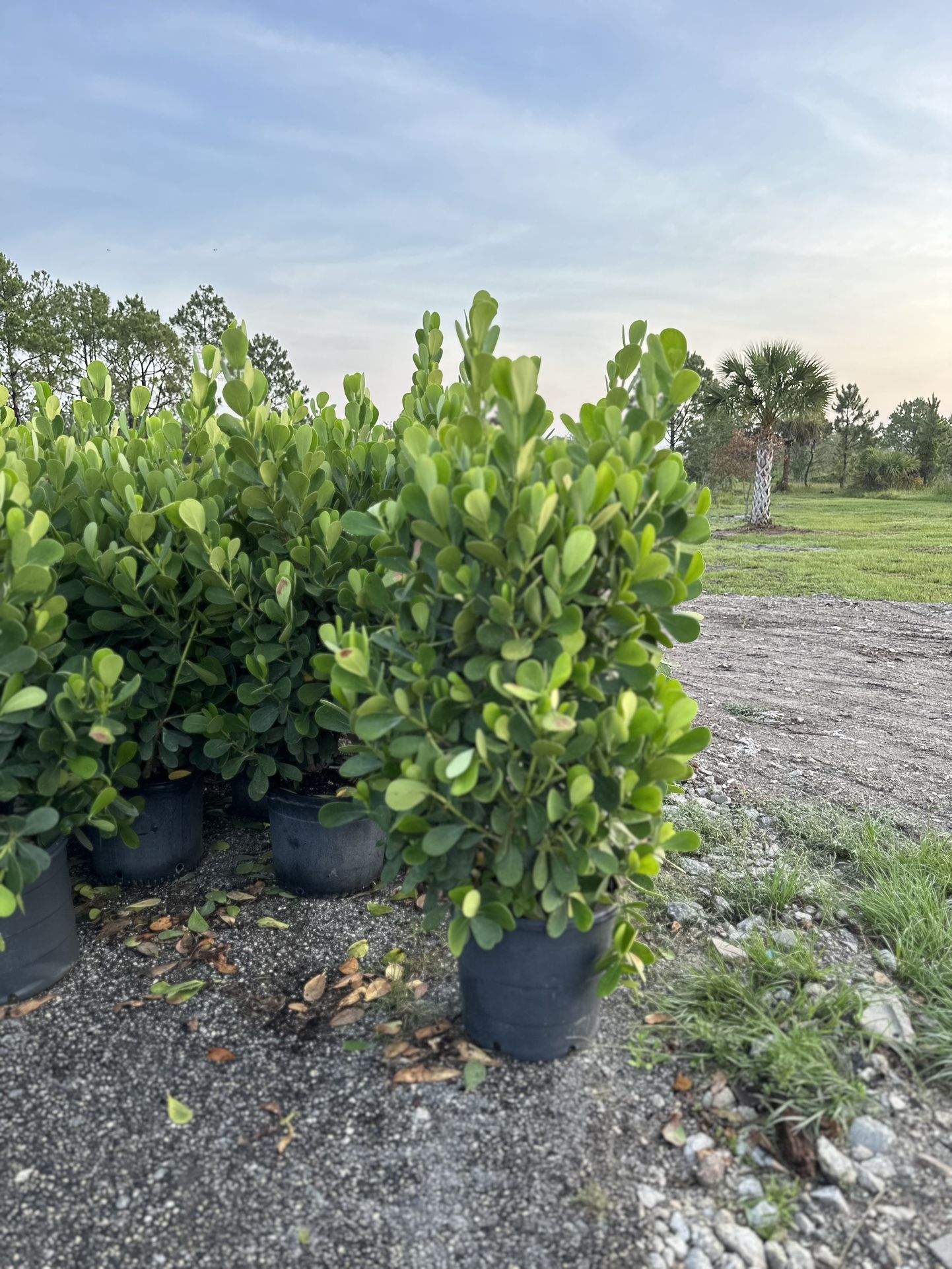 Clusia 15 Gallon Plants