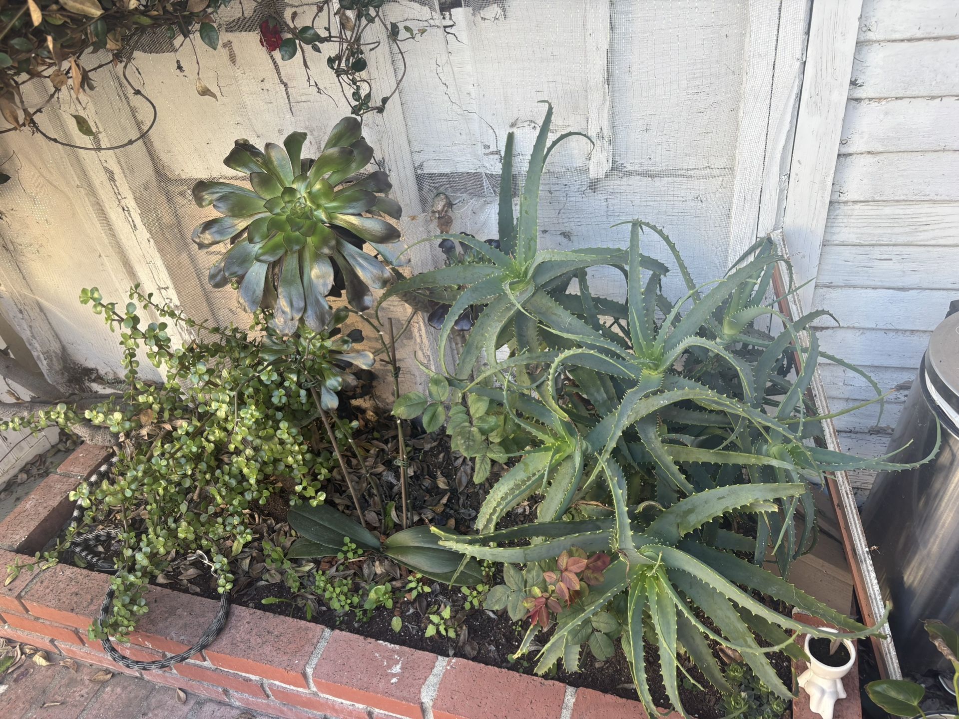 3 Succulents 