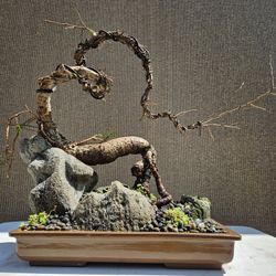 Old Operculicarya Decaryi Bonsai Tree 