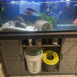 60 Gallon Fish Tank