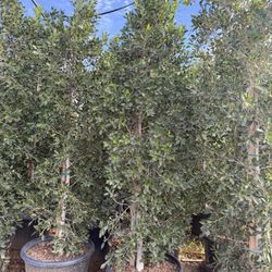 Tina’s Ficus 