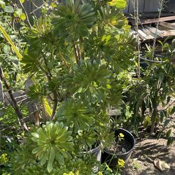 Planta Suculenta Está Muy Grande 