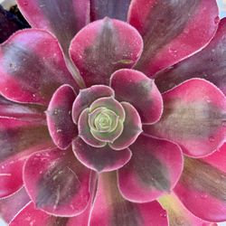 Aeonium Plant 🌺