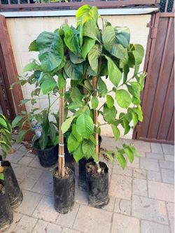 Dr White Cherimoya Tree