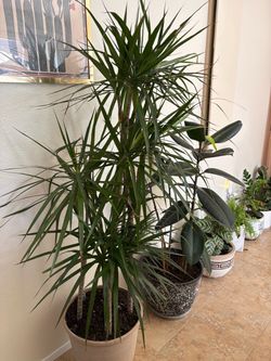 Large Dracaena Marginata Indoor Plant