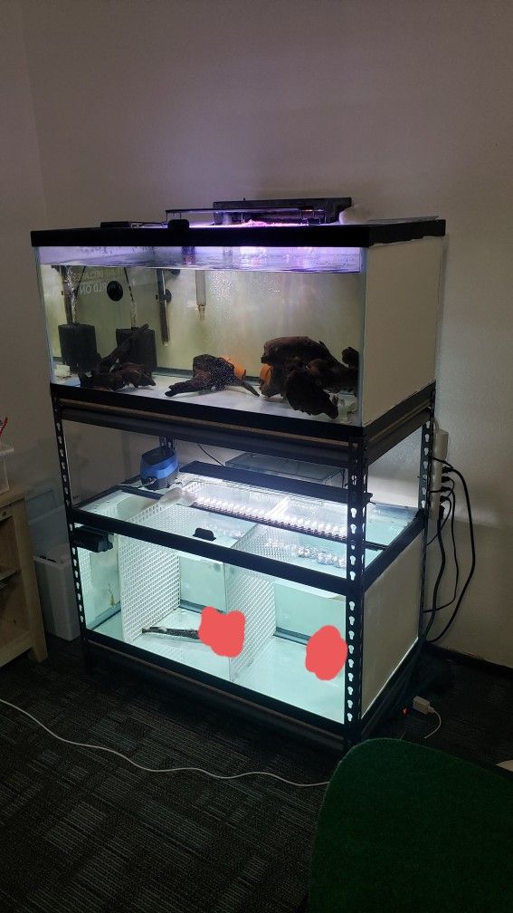 40 Gallon breeder Tanks
