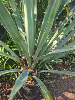 TEQUILA AGAVE.  LARGE IN SIZE W SMALL