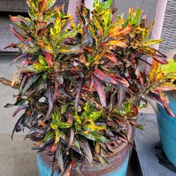 House Plant Without Pot