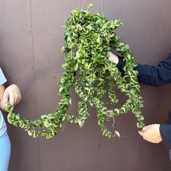 6” xxl Hoya compacta w/ peduncles