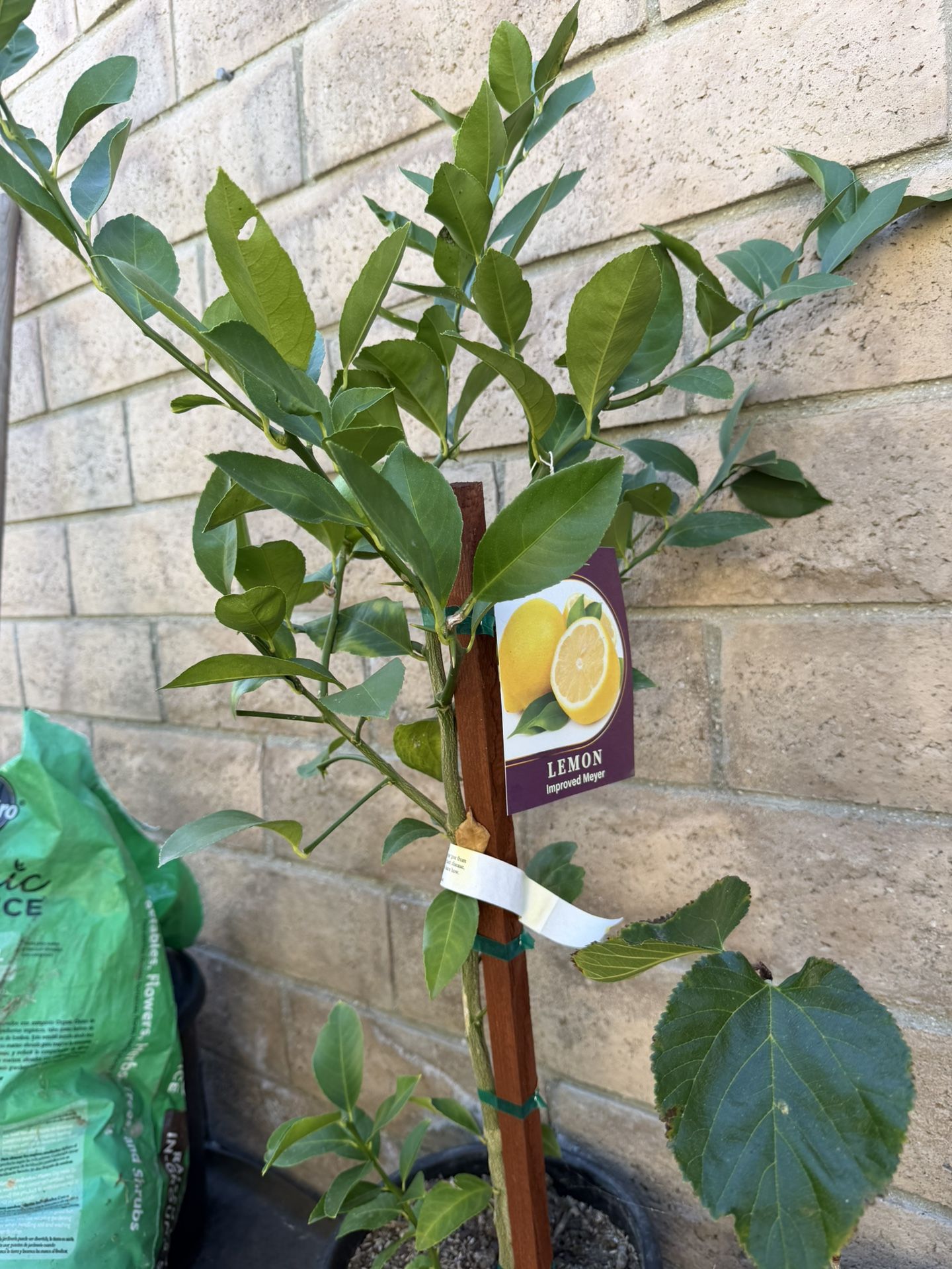 Meyer Lemon , Semi Dwarf 