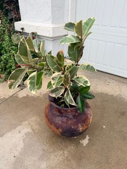 Variegated rubber tree in big pot (shade plant)