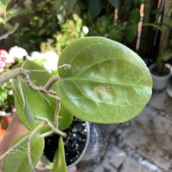 Hoya plant big leaves