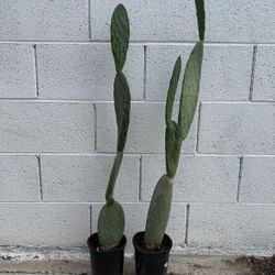 Very Healthy Organic 4 Ft Tall Opuntia Maxima Mill. Prickly Pear Cactus Plants $39 Each